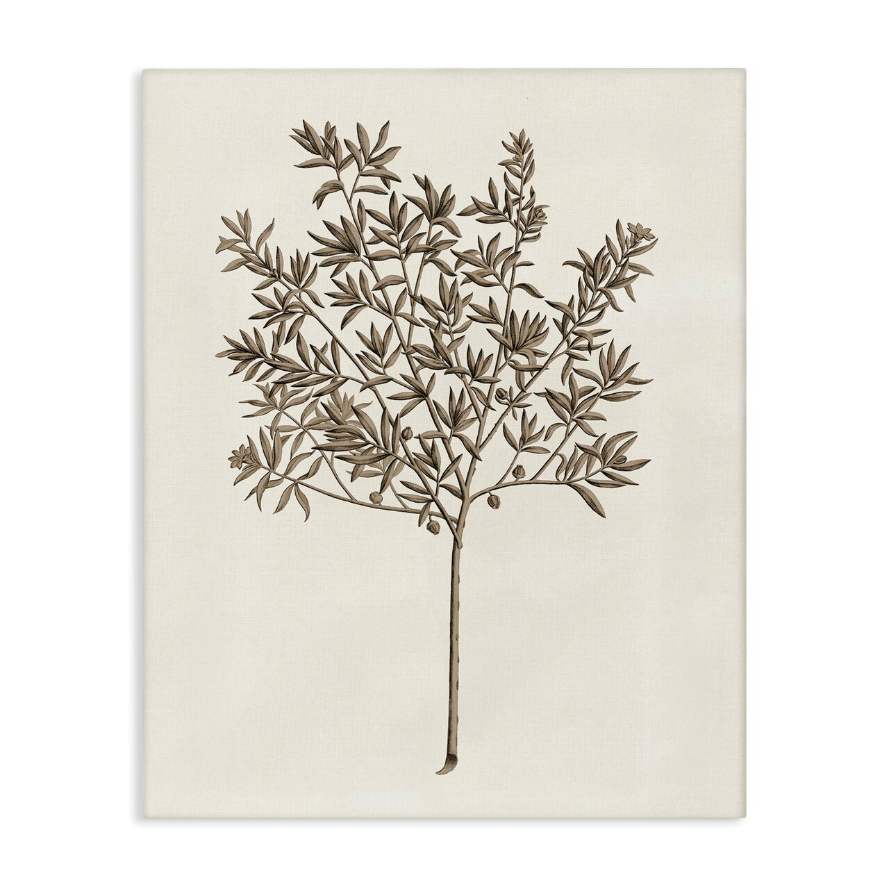 Stupell Industries Vintage Study of Olive Tree Canvas Design by Phillipa Katz